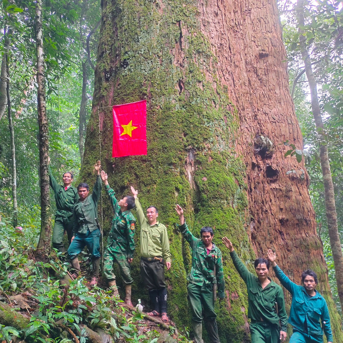 Trong Vườn quốc gia Pù Mát có “cụ” cây Sa mu dầu cổ thụ với hơn 2.000 năm tuổi. Cây được một nhóm chuyên gia điều tra về đa dạng sinh học phát hiện vào năm 1998. Tháng 10/2010, cây Sa mu dầu này được Hội Bảo vệ thiên nhiên và Môi trường Việt Nam công nhận là Cây di sản Việt Nam.