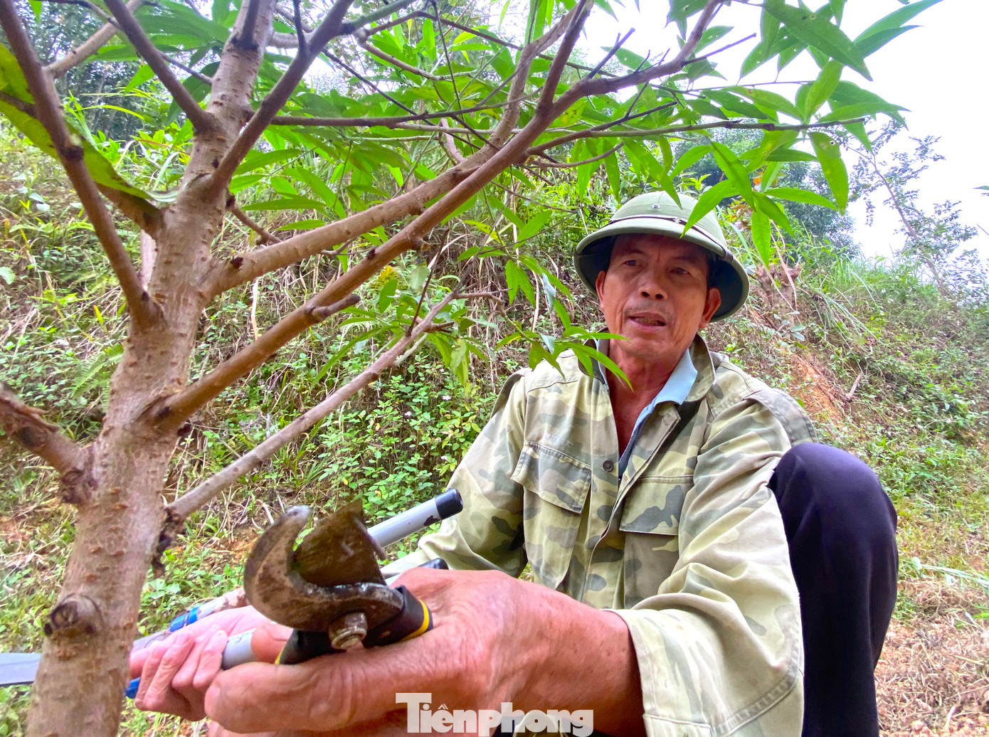 "Từ 3 năm trở lên cây đào mới có thể bán nên phải trồng liên tiếp. Xuất bán lứa này thì trồng ngay lứa mới thay thế", ông Chu Văn Hiên (66 tuổi, chồng của bà Phượng) nói và cho hay, khi cây được 1 năm tuổi, ông sẽ cắt tỉa cành và tạo dáng để cây cao lớn và tỏa ra dáng đẹp như ý muốn.