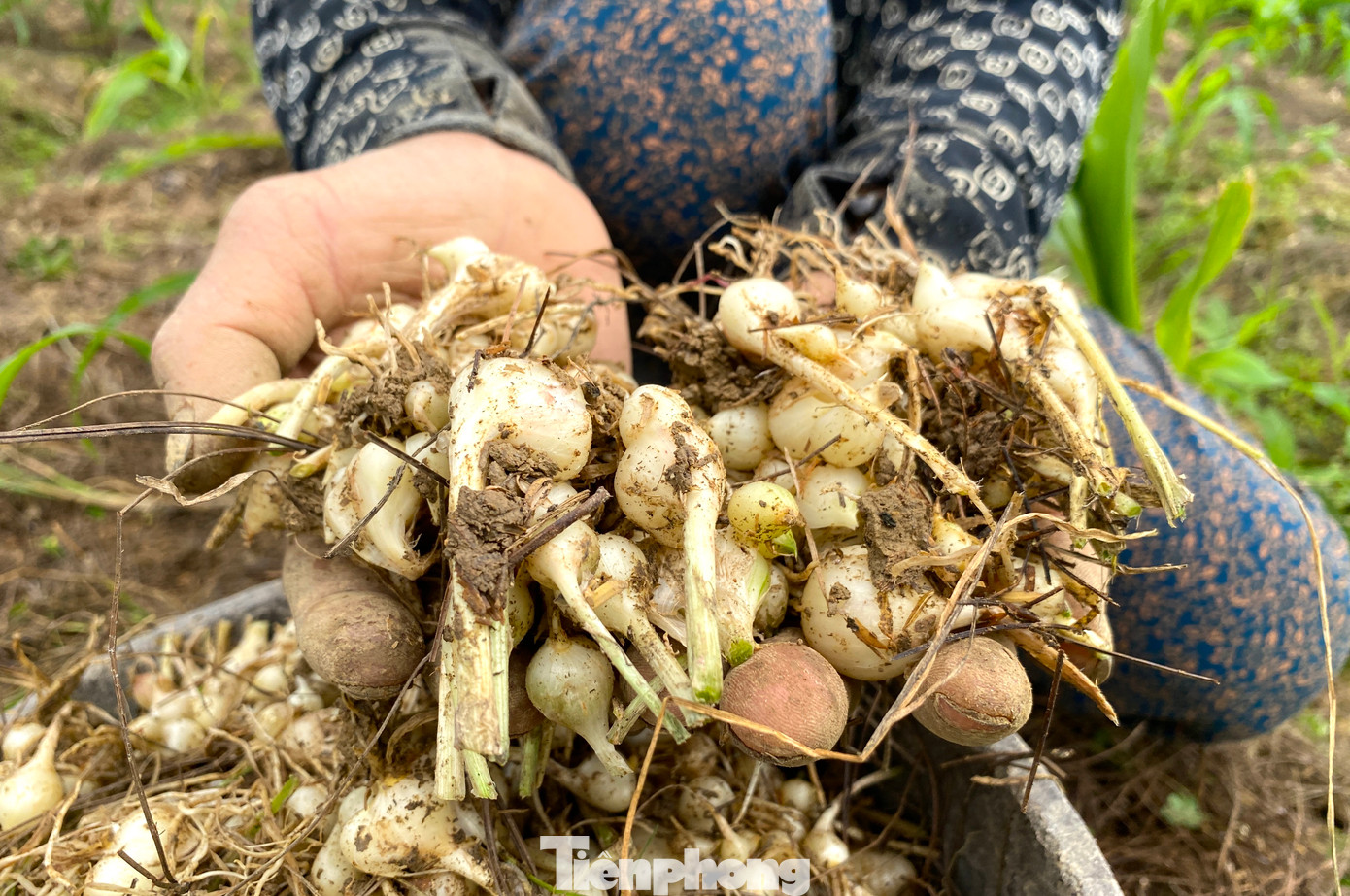 “Hôm qua, hôm trước các thương lái đến thu mua 30.000 đồng/1 kg thì hôm nay giá chỉ còn xuống 28.000 đồng/1kg. Không biết ít ngày nữa sẽ xuống thế nào”, bà Nhâm nói và cho biết, giá thấp nên chỉ một mình bà ra thu hoạch. Việc thu hoạch bằng thủ công nên tốn thời gian. Mỗi ngày, bà Nhâm chỉ thu hoạch được khoảng 20-30kg củ hành tăm.