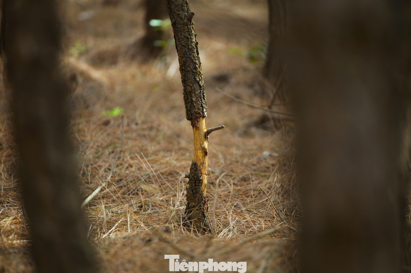 Nhiều cây thông nhỏ đã bị chết, tróc vỏ thân cây.