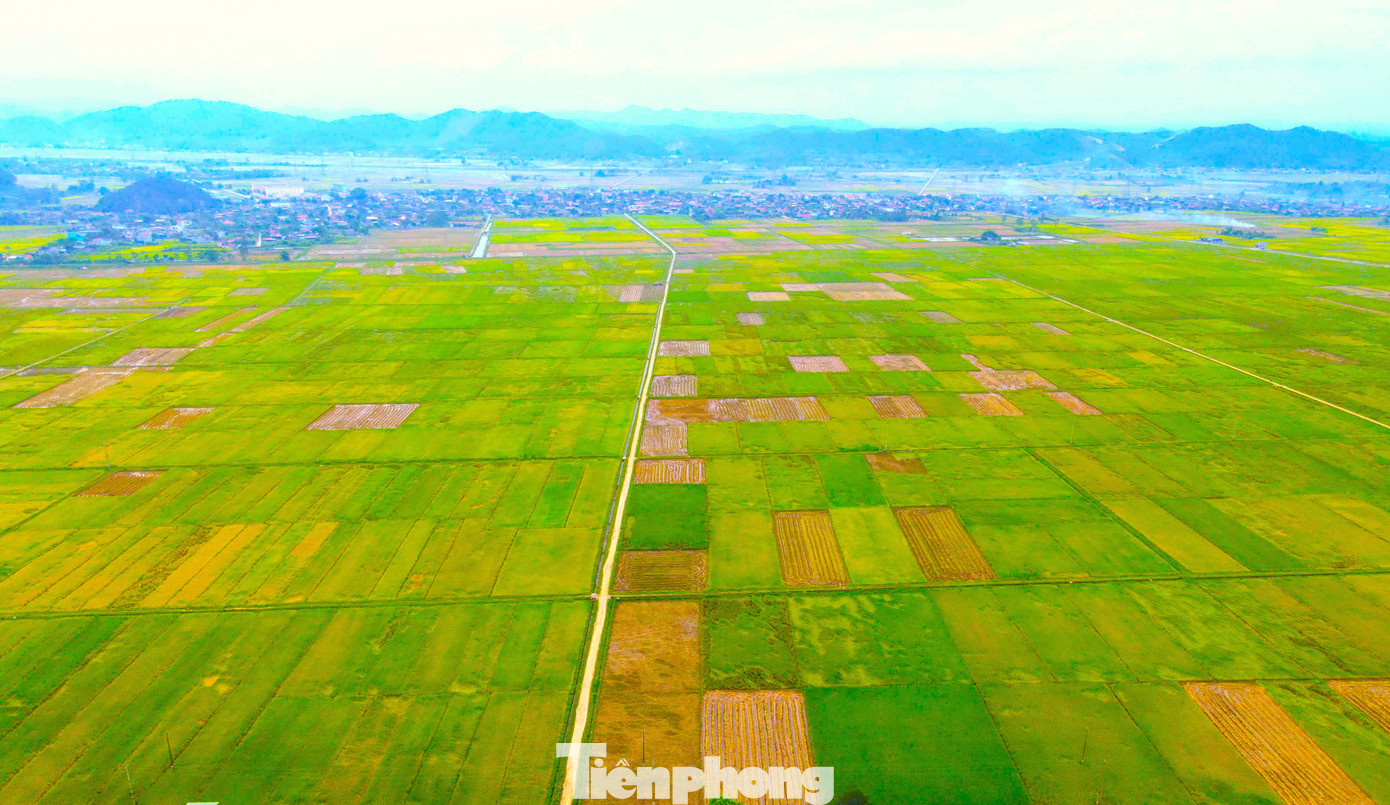 Tại huyện Quỳnh Lưu (Nghệ An), một số địa phương gieo trồng muộn nên hiện vẫn còn nhiều cánh đồng lúa xanh. Nhưng chỉ khoảng 1-2 tuần nữa, cả cánh đồng này sẽ được bao phủ bởi màu vàng của lúa chín.