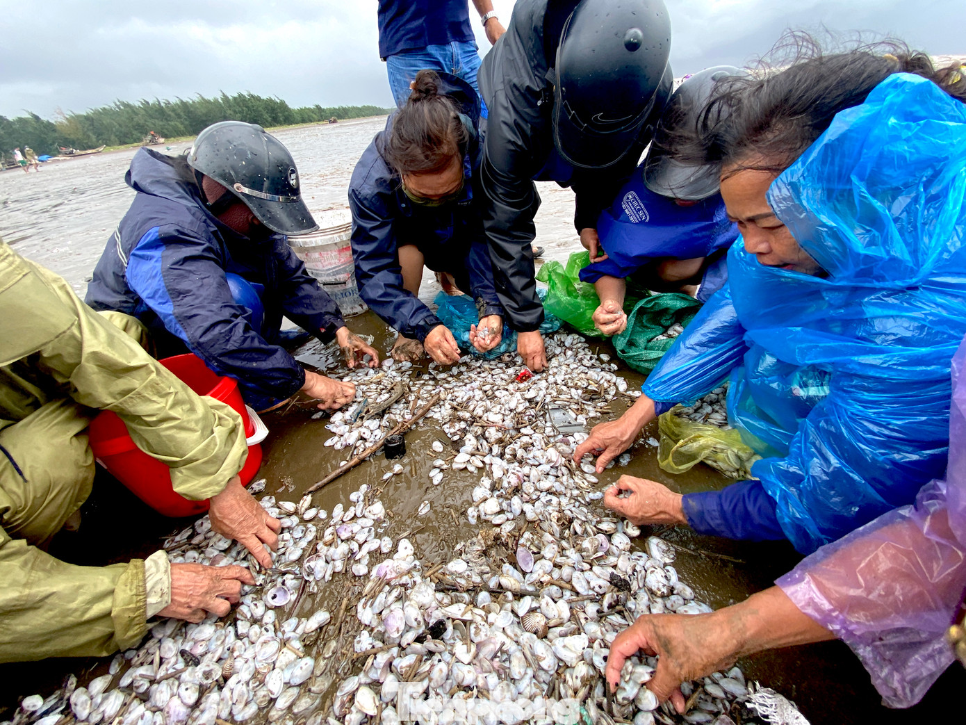 Ngao, sò dạt trắng cả bờ biển.