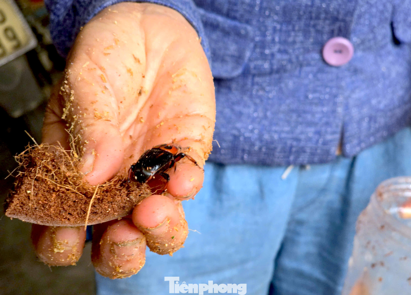 Bà Cương cho biết, khách hàng mua đuông cọ chủ yếu là người dân trong vùng mua về làm quà, hoặc chế biến thức ăn. "Đuông cọ xào với măng chua hoặc xào với lá chanh, ớt, rất hấp dẫn. Đuông cọ được nuôi bằng các loại thức ăn sạch, có đặc điểm là thơm và béo ngậy, nhiều chất đạm, nên sau khi chế biến được nhiều người rất ưa chuộng", bà Cương nói. Mô hình nuôi đuông cọ của bà Cương được đánh giá có hiệu quả. Hiện có nhiều hộ nông dân trên địa bàn đến mua giống và học hỏi mô hình của bà Cương để phát triển kinh tế. Bà Cương cho biết, khách hàng mua đuông cọ chủ yếu là người dân trong vùng mua về làm quà, hoặc chế biến thức ăn. "Đuông cọ xào với măng chua hoặc xào với lá chanh, ớt, rất hấp dẫn. Đuông cọ được nuôi bằng các loại thức ăn sạch, có đặc điểm là thơm và béo ngậy, nhiều chất đạm, nên sau khi chế biến được nhiều người rất ưa chuộng", bà Cương nói. Mô hình nuôi đuông cọ của bà Cương được đánh giá có hiệu quả. Hiện có nhiều hộ nông dân trên địa bàn đến mua giống và học hỏi mô hình của bà Cương để phát triển kinh tế.