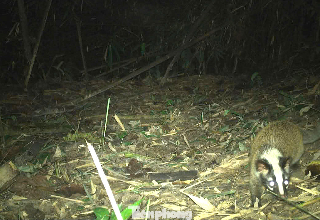 Việc đặt máy bẫy ảnh nhằm tăng cường hoạt động giám sát, nghiên cứu sự đa dạng sinh học và bảo tồn các loài động vật hoang dã quý hiếm trong tự nhiên. Việc đặt máy bẫy ảnh nhằm tăng cường hoạt động giám sát, nghiên cứu sự đa dạng sinh học và bảo tồn các loài động vật hoang dã quý hiếm trong tự nhiên.