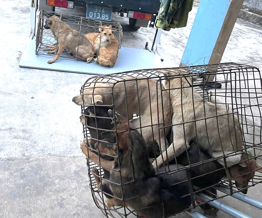 Quá trình bắt các đối tượng, công an thu giữ 15 con chó cùng nhiều tang vật liên quan.