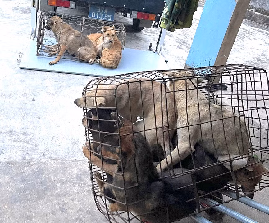 Quá trình bắt các đối tượng, công an thu giữ 15 con chó cùng nhiều tang vật liên quan.