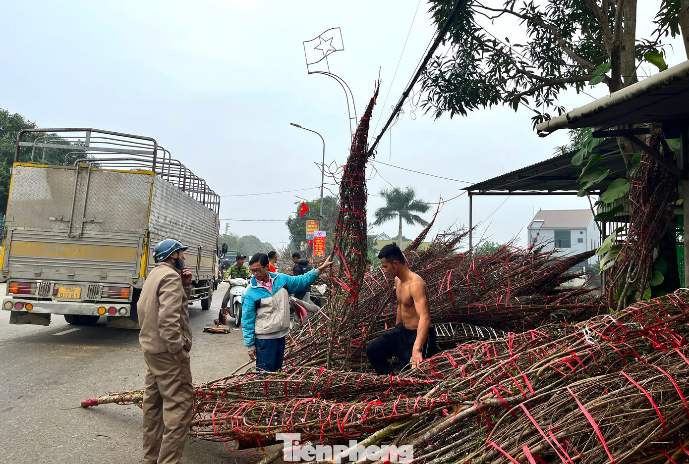 Năm nay đào đá khan hiếm và với vẻ đẹp hoang dại vốn có của nó, nên mỗi khi xe chở đào đá về đều được khách đến chọn mua tại chỗ.