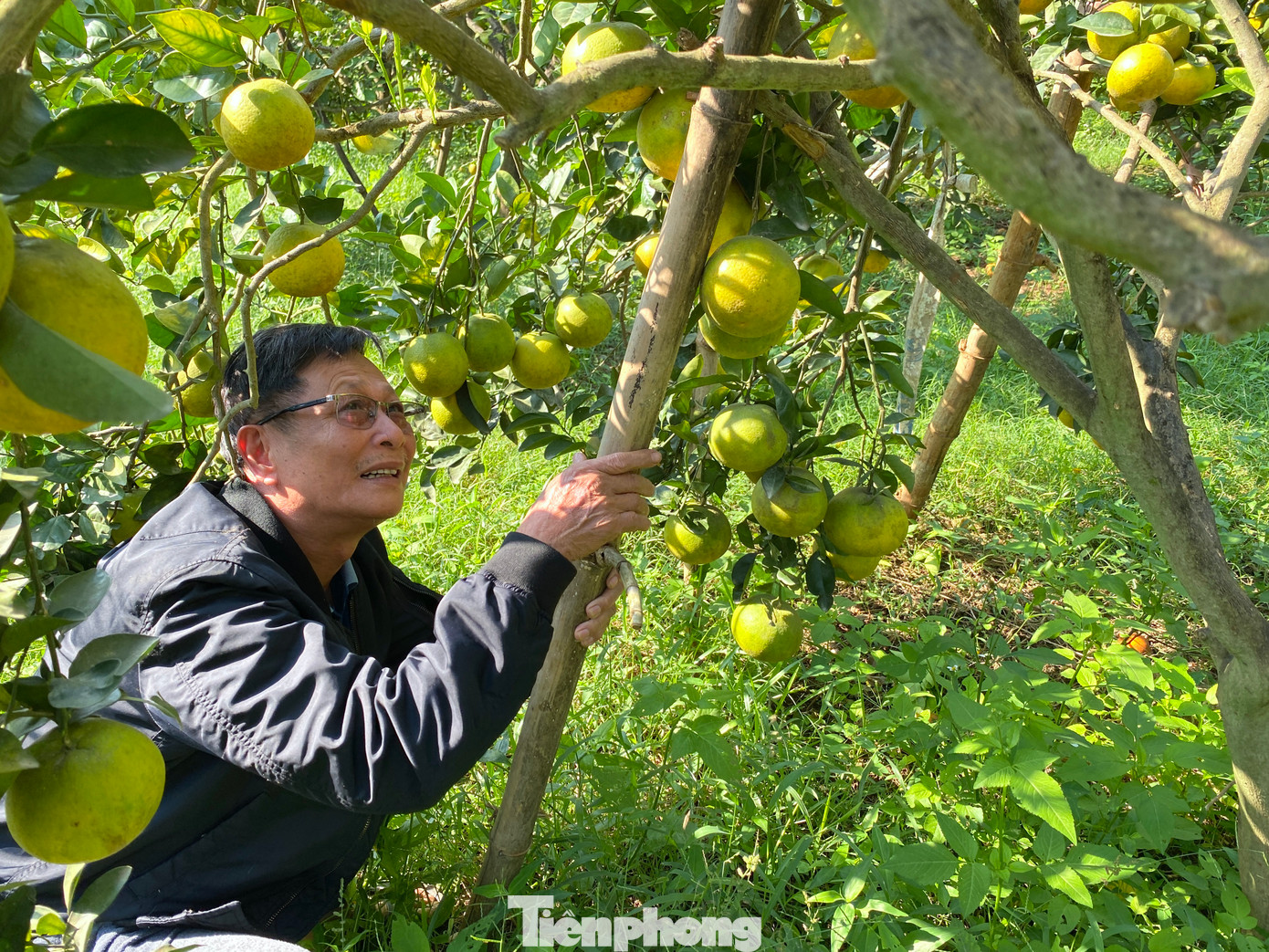 Khi thấy hiện tượng cam rụng, ông Biên bắt đầu ra vườn tìm hiểu và phát hiện đợt rét về sớm và có hiện tượng sương muối. Với kinh nghiệm hơn chục năm trồng cam của mình, ông Biên khẩn trương lắp đặt hệ thống tưới nước để rửa cho cây cam. Cùng với đó ông chăm sóc, bổ sung thêm chất vào đất.