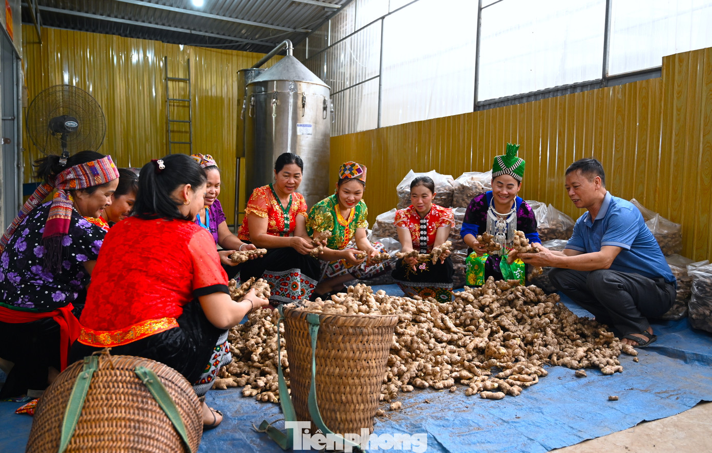 Ở huyện Kỳ Sơn, Hợp tác xã Dịch vụ nông nghiệp, tiểu thủ công nghiệp Hương Sơn là đơn vị thu mua lượng lớn gừng cho bà con người dân. Ngoài việc thu mua sản phẩm, từ khi thành lập, Hợp tác xã này đã hướng dẫn cho người dân thay đổi tập quán, cách trồng gừng để sản lượng đạt kết quả cao, chất lượng tốt, to đẹp hơn. Từ đó, giá trị kinh tế mà gừng mang lại cho người dân tốt hơn.