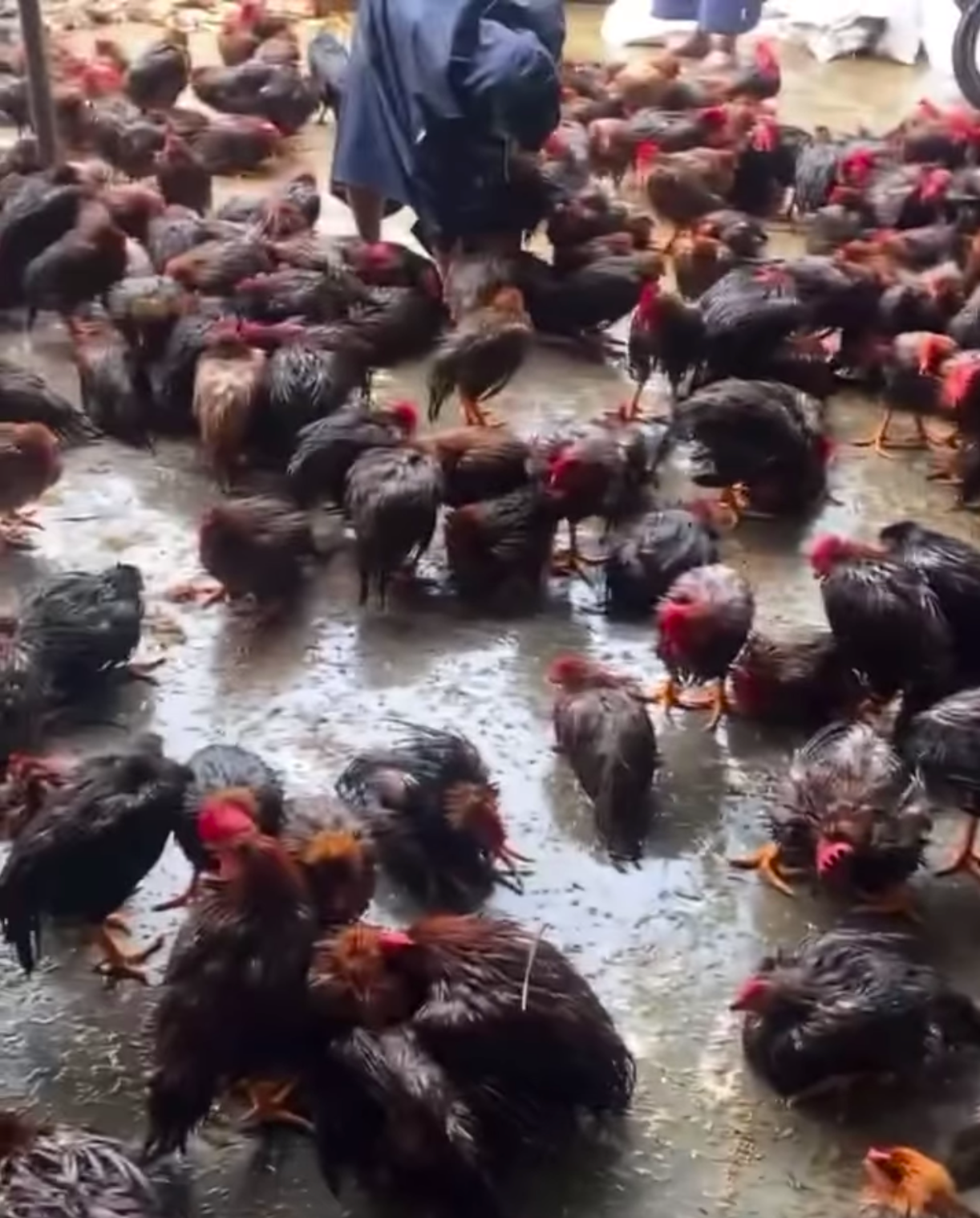 Hơn 300 con gà của trang trại nhà anh Tâm bị chết do nước ngập. Hơn 300 con gà của trang trại nhà anh Tâm bị chết do nước ngập.