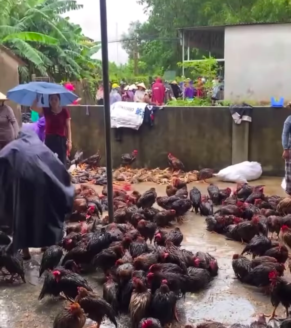 Hơn 300 con gà của trang trại nhà anh Tâm bị chết do nước ngập. Hơn 300 con gà của trang trại nhà anh Tâm bị chết do nước ngập.