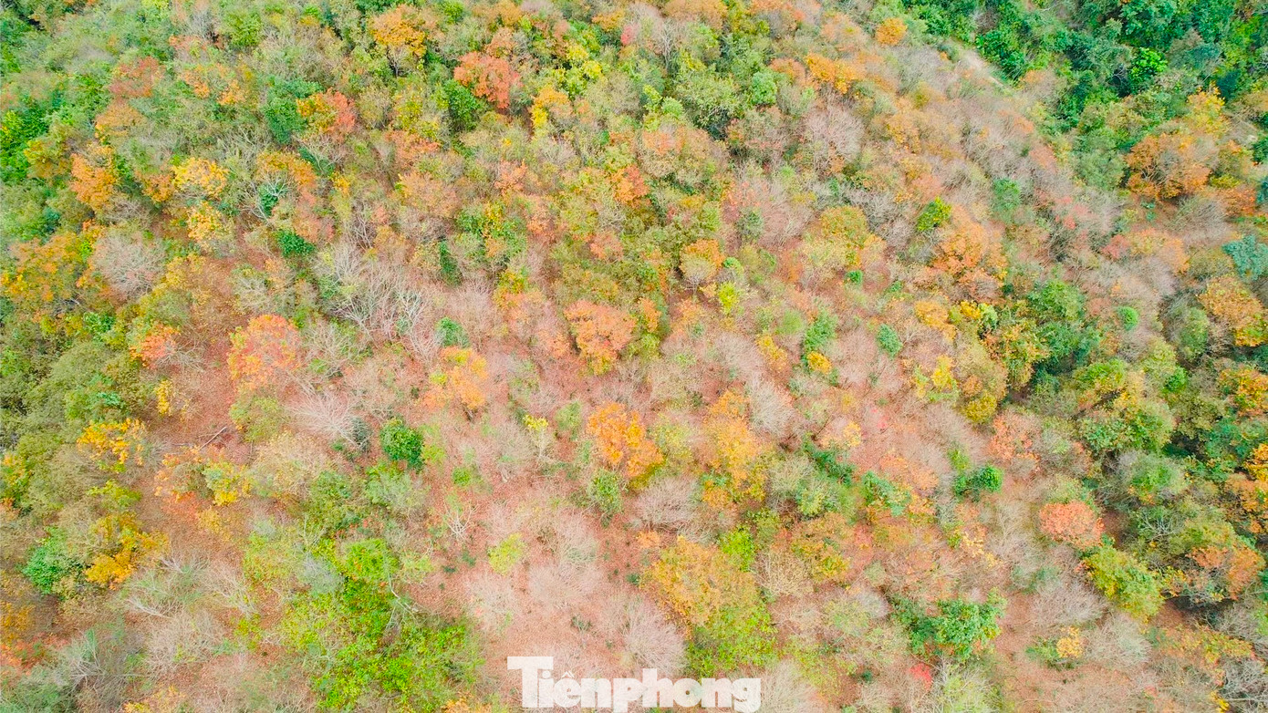 Với vẻ đẹp “hút hồn”, rừng săng lẻ Tam Đình và những cánh rừng nguyên sinh ở huyện Tương Dương luôn là điểm đến, điểm dừng chân lý tưởng của du khách trên hành trình hướng về miền Tây xứ Nghệ.