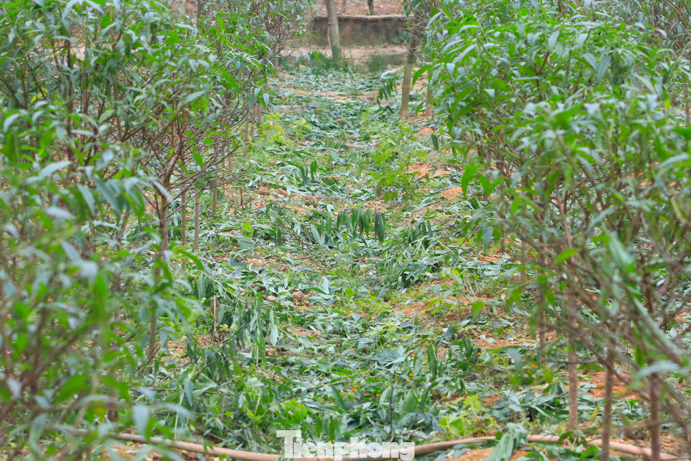 Để tăng lợi nhuận và giảm chi phí, gia đình bà Phượng tự chuẩn bị giống cây và trồng gối vụ để năm nào cũng có hoa bán vào dịp Tết.