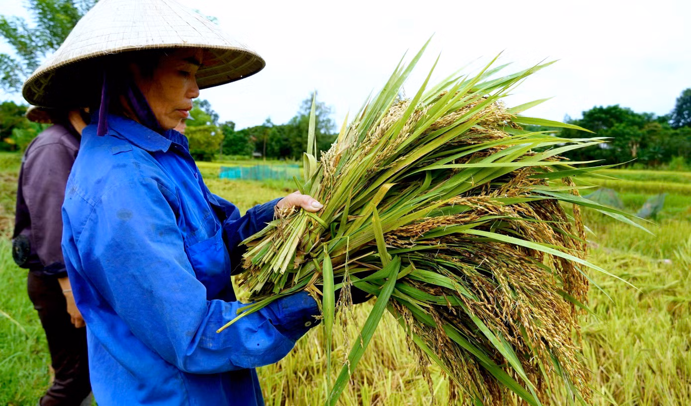 Nhiều diện tích lúa trên đồng cũng đã nảy mầm do ngâm nước trong nhiều ngày qua. Nhiều diện tích lúa trên đồng cũng đã nảy mầm do ngâm nước trong nhiều ngày qua.