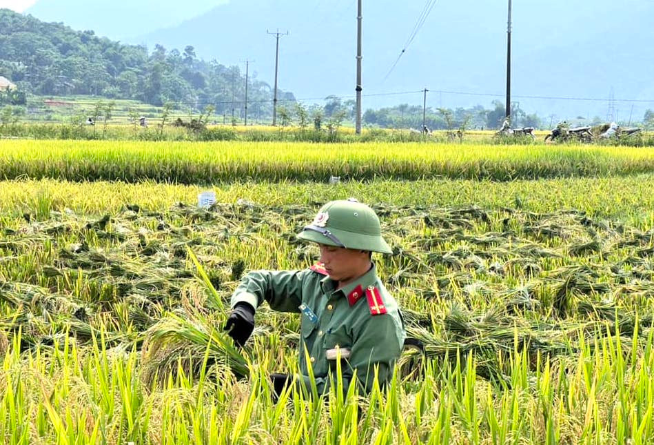 Lúa sau khi gặt sẽ được bó thành từng bó nhỏ.