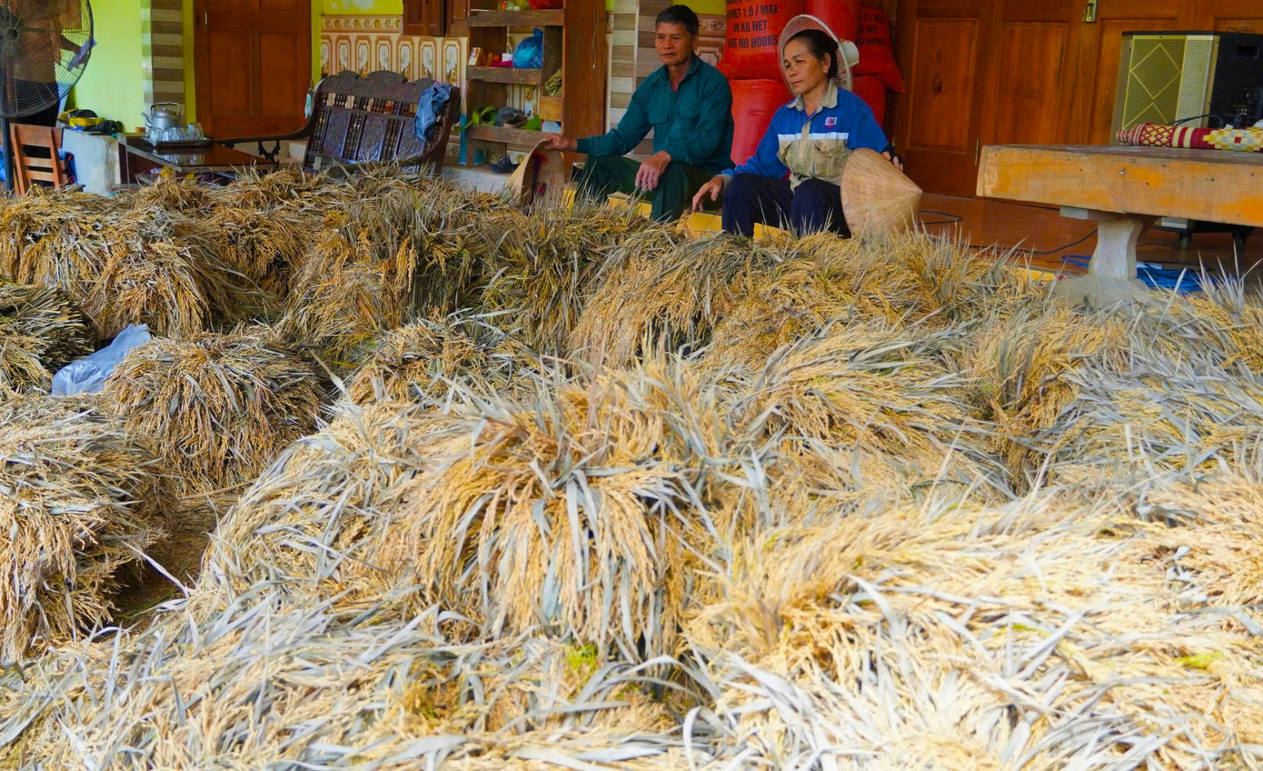 Lúa đã được gặt về nhưng gặp mưa lớn dài ngày không thể phơi khiến hạt lúa nảy mầm, hư hỏng.