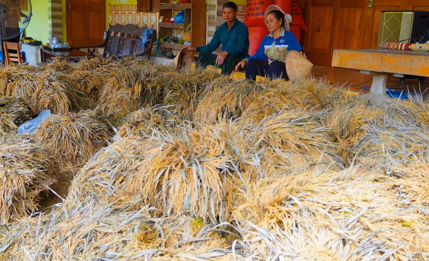 Lúa đã được gặt về nhưng gặp mưa lớn dài ngày không thể phơi khiến hạt lúa nảy mầm, hư hỏng. Lúa đã được gặt về nhưng gặp mưa lớn dài ngày không thể phơi khiến hạt lúa nảy mầm, hư hỏng.