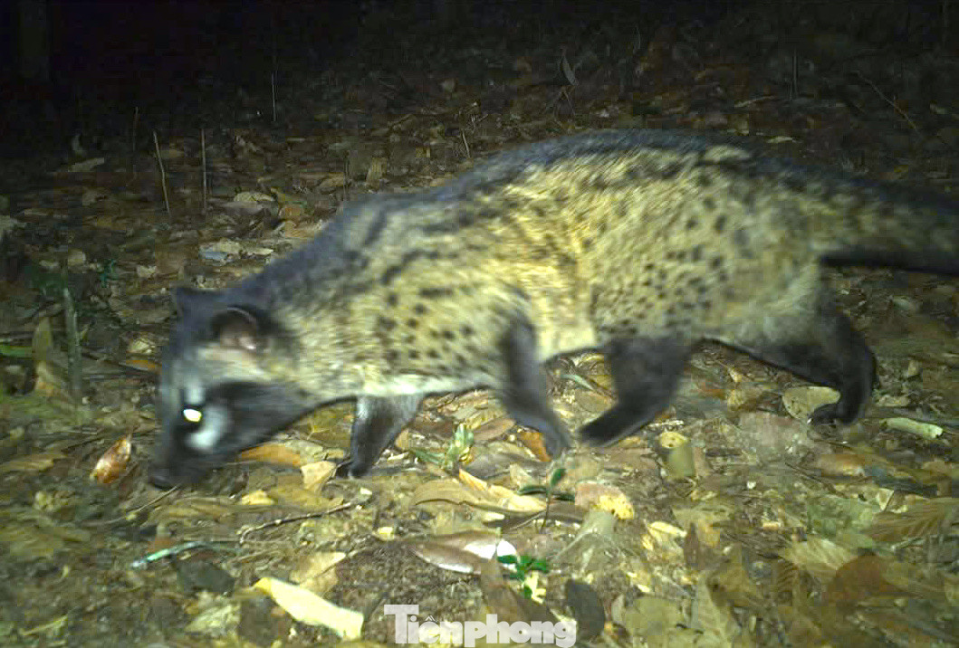 Một cán bộ Ban Quản lý Rừng phòng hộ huyện Tương Dương (Nghệ An) cho biết, việc đặt bẫy ảnh giúp ghi nhận sự có mặt của nhiều loài thú. Đặc biệt, có các loài thú nguy cấp, quý hiếm có tên trong sách đỏ Việt Nam và sách đỏ IUCN. Thông qua đó sẽ giúp cơ quan chức năng xác định được các mối đe dọa và nguy cơ tác động đến sự đa dạng sinh học của các loại động vật. Từ đó, cơ quan chức năng sẽ đưa ra các biện pháp quản lý, bảo tồn một cách có hiệu quả. Trong ảnh là Cầy giông (Viverra zibetha), là loài thú ăn đêm, có giá trị cao trong hệ sinh thái. Một cán bộ Ban Quản lý Rừng phòng hộ huyện Tương Dương (Nghệ An) cho biết, việc đặt bẫy ảnh giúp ghi nhận sự có mặt của nhiều loài thú. Đặc biệt, có các loài thú nguy cấp, quý hiếm có tên trong sách đỏ Việt Nam và sách đỏ IUCN. Thông qua đó sẽ giúp cơ quan chức năng xác định được các mối đe dọa và nguy cơ tác động đến sự đa dạng sinh học của các loại động vật. Từ đó, cơ quan chức năng sẽ đưa ra các biện pháp quản lý, bảo tồn một cách có hiệu quả. Trong ảnh là Cầy giông (Viverra zibetha), là loài thú ăn đêm, có giá trị cao trong hệ sinh thái.