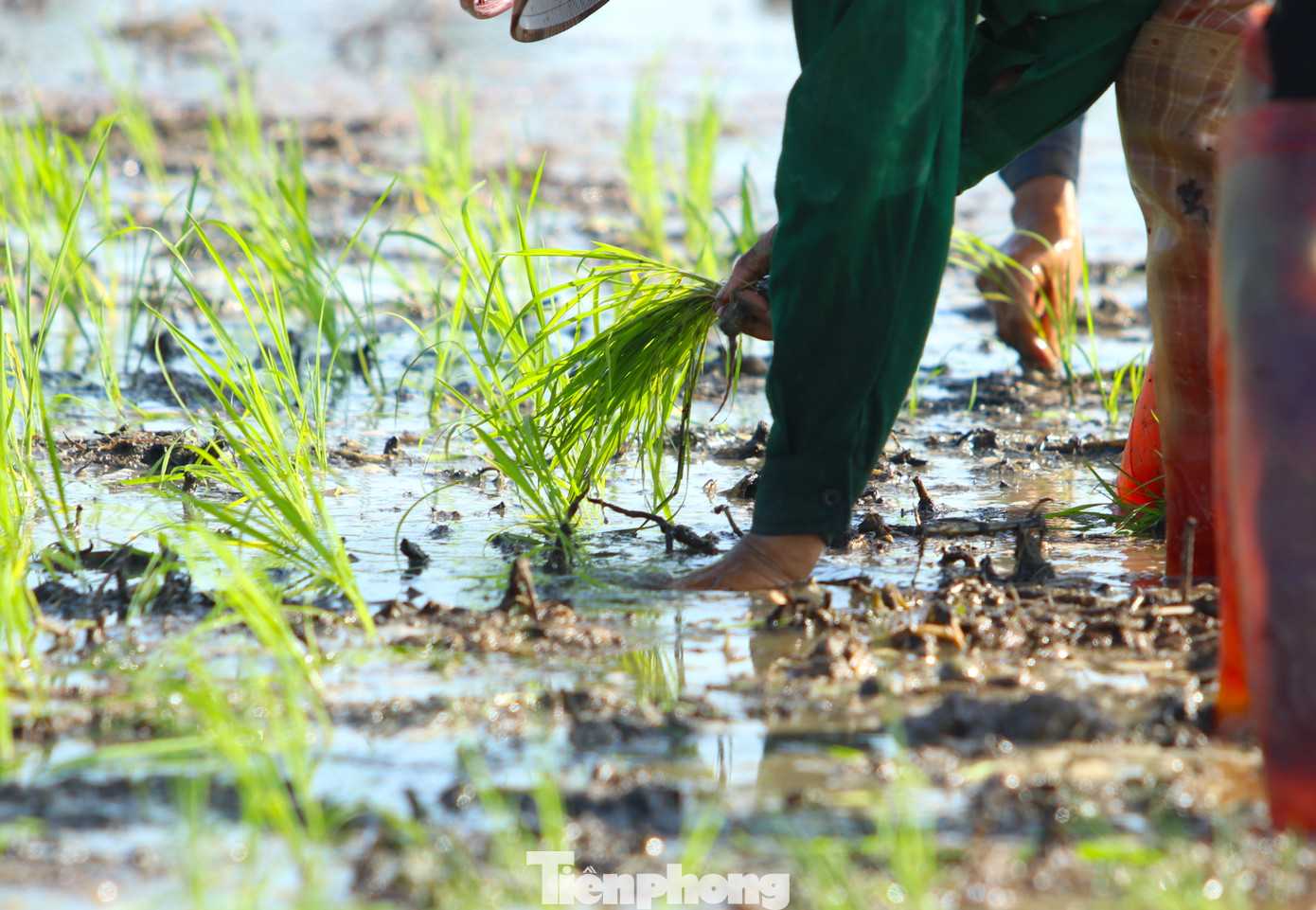 Thông thường người thợ sẽ cầm 1 nắm mạ trên tay rồi thoăn thoắt tách 1 hoặc 2 cây và cắm sâu xuống lớp đất bùn.