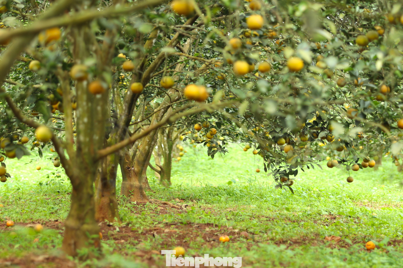Được biết, toàn huyện Yên Thành (Nghệ An) hiện có hơn 335ha cam, diện tích cho khai thác gần 290ha, sản lượng bình quân khoảng 20-25 tấn/ha. Riêng xã Đồng Thành hiện có gần 100 hộ trồng cam với tổng diện tích gần 120ha. Trong đó có 60ha cam đã cho thu hoạch.