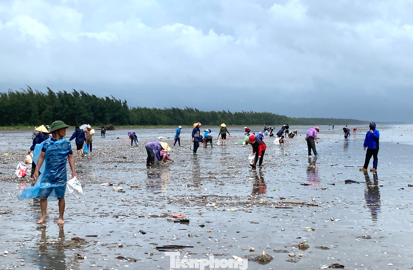 Ngao, sò bị đánh dạt nằm lộ trên bãi biển. Người dân chỉ việc nhặt về.