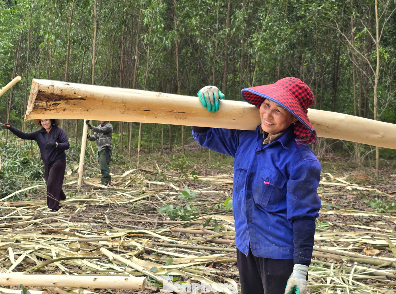 Nhiều khu rừng trên dốc cao, ô tô không vào được nên các lao động phải bốc vác đi một quãng đường xa, vất vả.