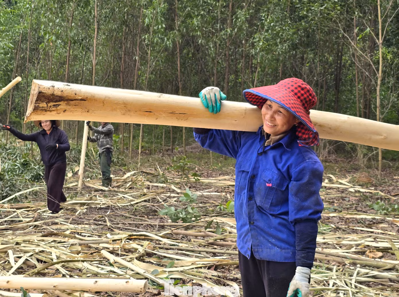 Nhiều khu rừng trên dốc cao, ô tô không vào được nên các lao động phải bốc vác đi một quãng đường xa, vất vả.