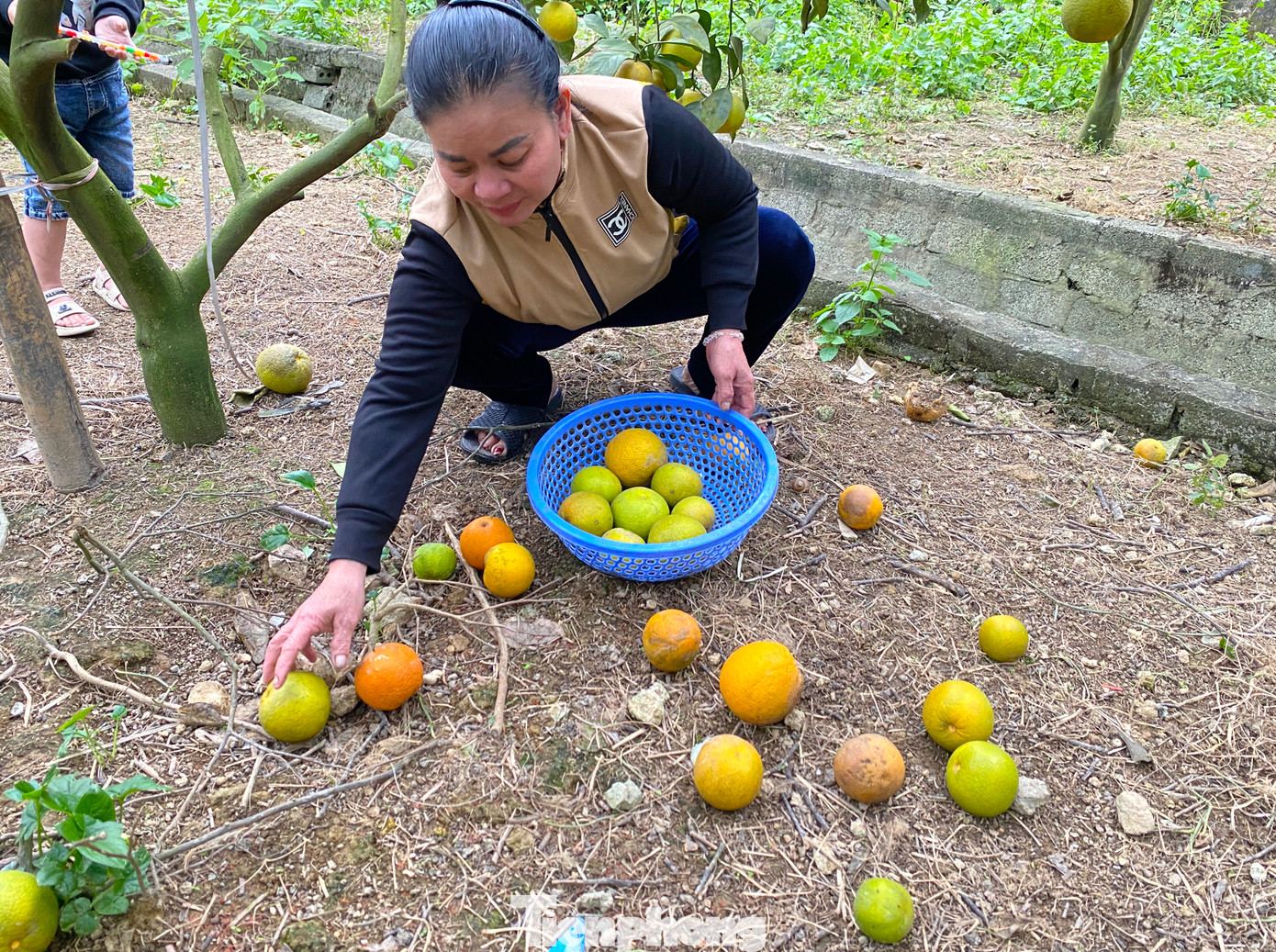 Những quả cam hư hỏng sẽ được các hộ dân nhặt về để làm phân bón thay vì sử dụng các loại phân bón trên thị trường.