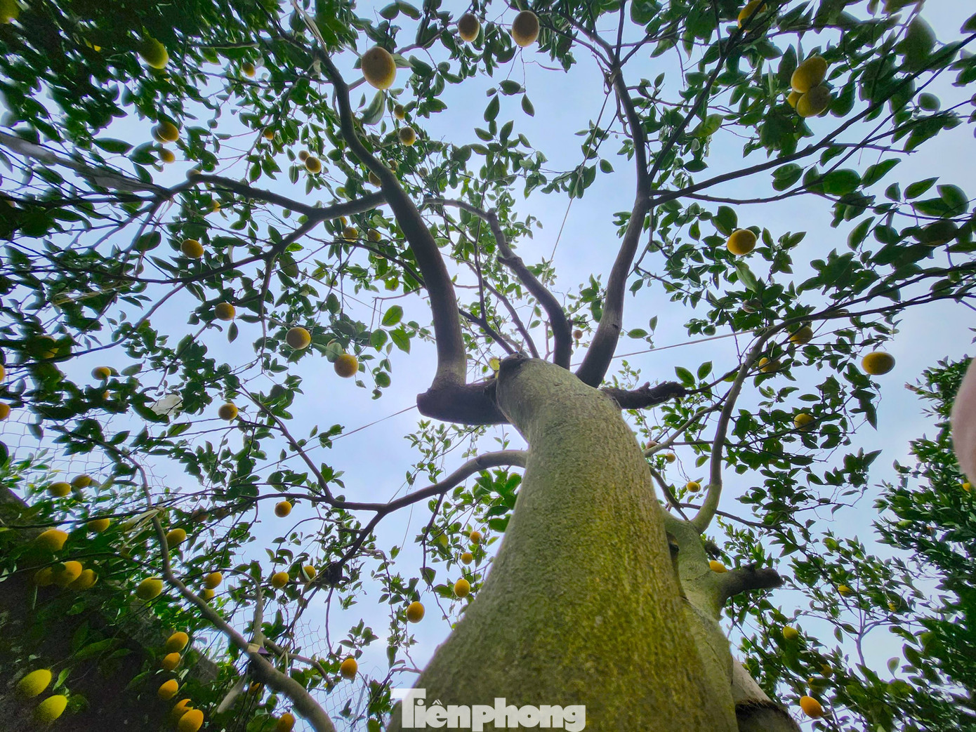 Ông Phan Công Dương - Chủ tịch UBND xã Nghi Diên cho biết, cam Xã Đoài trong các nhà vườn của xã này còn lại khoảng 30ha, trong đó có khoảng 10ha cho quả thường xuyên. Cam cũng là một trong những cây trồng chủ lực của người dân địa phương này với thu nhập khoảng 20 tỷ đồng mỗi năm. Tuy nhiên năm nay cam mất mùa, doanh thu ước chỉ còn dưới 10 tỷ đồng.