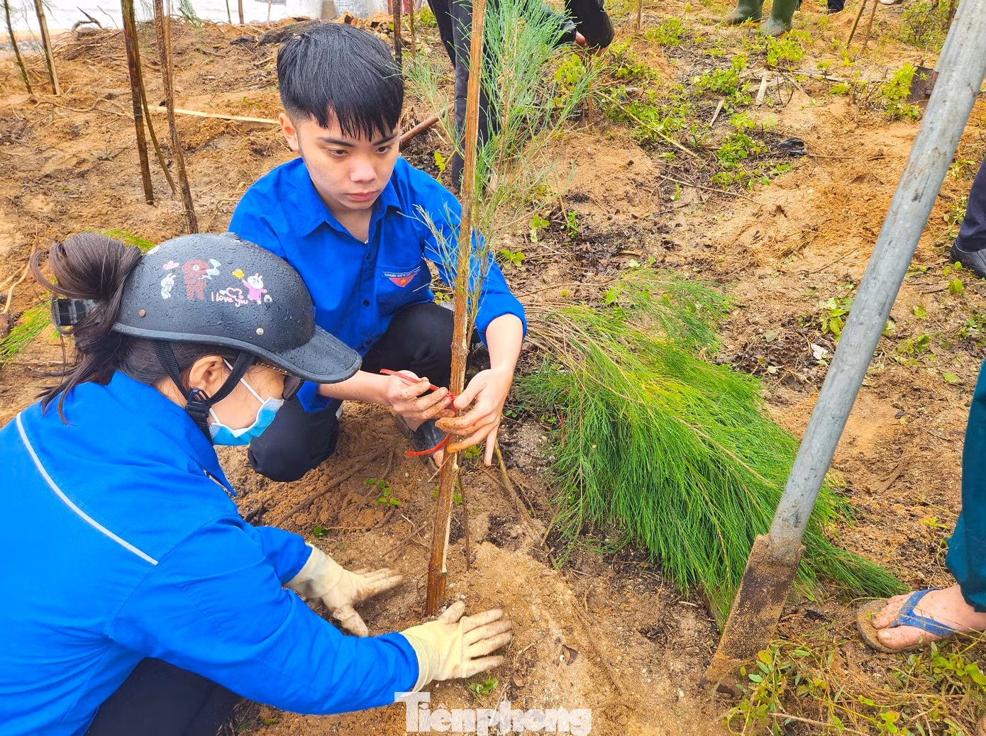Những cây xanh được trồng ven bờ biển giúp tạo cảnh quan môi trường xanh sạch đẹp, phát triển những khu rừng phòng hộ để ứng phó với biến đổi khí hậu