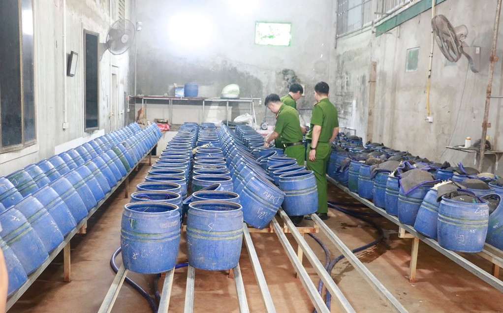 Trước đó vào ngày 11/4/2025, Phòng Cảnh sát điều tra tội phạm về tham nhũng, kinh tế và buôn lậu Công an tỉnh Nghệ An phối hợp với Công an các phường Trung Đô, Vinh Tân, Nghi Phú cùng lực lượng chức năng đồng loạt kiểm tra 4 cơ sở sản xuất giá đỗ trên địa bàn thành phố Vinh. Tại hiện trường, cơ quan chức năng thu giữ gần 2.000 lu chứa khoảng 25 tấn giá đỗ; 25 lít dung dịch hóa chất (tên khoa học là chất 6-Benzylaminopurine (6- BAP)) nguyên chất và 150 lít dung dịch đã pha chế để phục vụ việc sản xuất giá đỗ. Trước đó vào ngày 11/4/2025, Phòng Cảnh sát điều tra tội phạm về tham nhũng, kinh tế và buôn lậu Công an tỉnh Nghệ An phối hợp với Công an các phường Trung Đô, Vinh Tân, Nghi Phú cùng lực lượng chức năng đồng loạt kiểm tra 4 cơ sở sản xuất giá đỗ trên địa bàn thành phố Vinh. Tại hiện trường, cơ quan chức năng thu giữ gần 2.000 lu chứa khoảng 25 tấn giá đỗ; 25 lít dung dịch hóa chất (tên khoa học là chất 6-Benzylaminopurine (6- BAP)) nguyên chất và 150 lít dung dịch đã pha chế để phục vụ việc sản xuất giá đỗ.