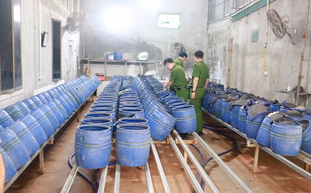 Trước đó vào ngày 11/4/2025, Phòng Cảnh sát điều tra tội phạm về tham nhũng, kinh tế và buôn lậu Công an tỉnh Nghệ An phối hợp với Công an các phường Trung Đô, Vinh Tân, Nghi Phú cùng lực lượng chức năng đồng loạt kiểm tra 4 cơ sở sản xuất giá đỗ trên địa bàn thành phố Vinh. Tại hiện trường, cơ quan chức năng thu giữ gần 2.000 lu chứa khoảng 25 tấn giá đỗ; 25 lít dung dịch hóa chất (tên khoa học là chất 6-Benzylaminopurine (6- BAP)) nguyên chất và 150 lít dung dịch đã pha chế để phục vụ việc sản xuất giá đỗ.