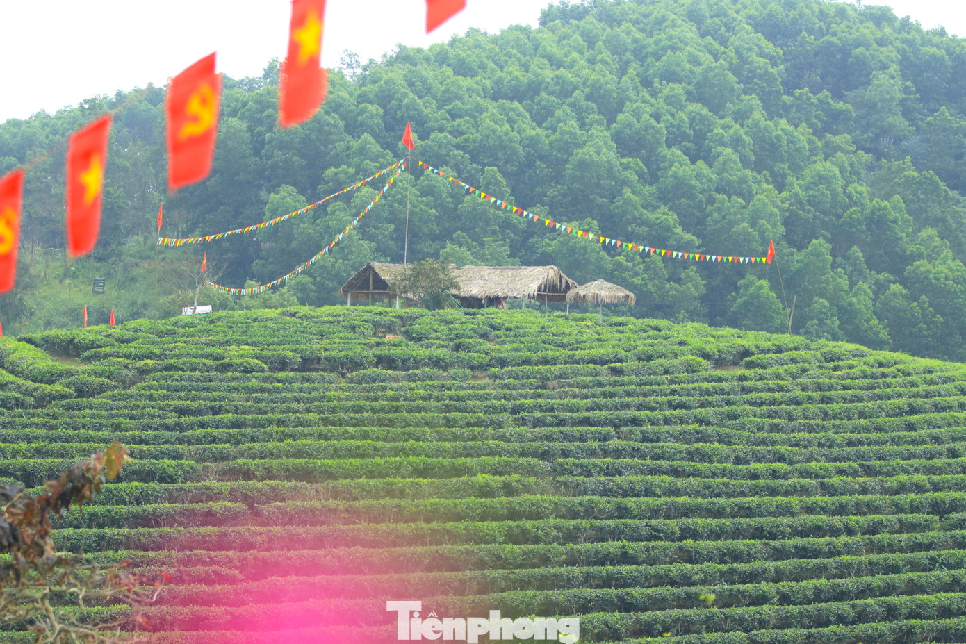 Những đồi chè Thanh Chương Nghệ An được trồng thành những ốc đảo nhỏ. Mỗi đảo chè rộng khoảng 1ha, có đồi lớn hơn, với thiết kế với độ dốc thoai thoải (như hình con ốc) sát mép nước.