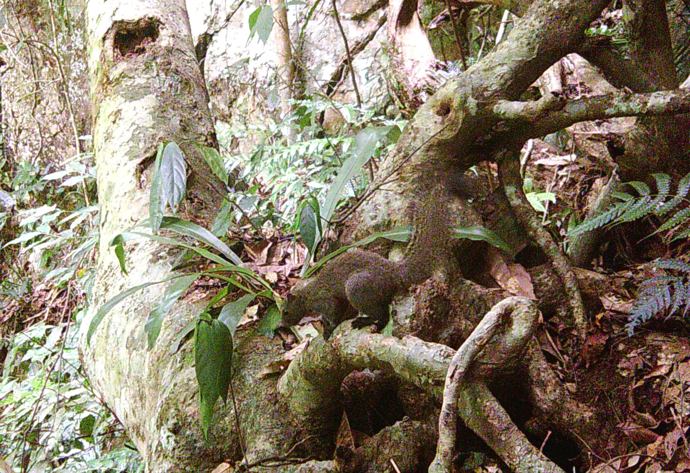 Kết quả đã thu được những hình ảnh cho thấy sự tồn tại của nhiều loại động vật hoang dã, động vật quý hiếm xuất hiện trong Khu bảo tồn thiên nhiên Pù Hoạt. Kết quả đã thu được những hình ảnh cho thấy sự tồn tại của nhiều loại động vật hoang dã, động vật quý hiếm xuất hiện trong Khu bảo tồn thiên nhiên Pù Hoạt.