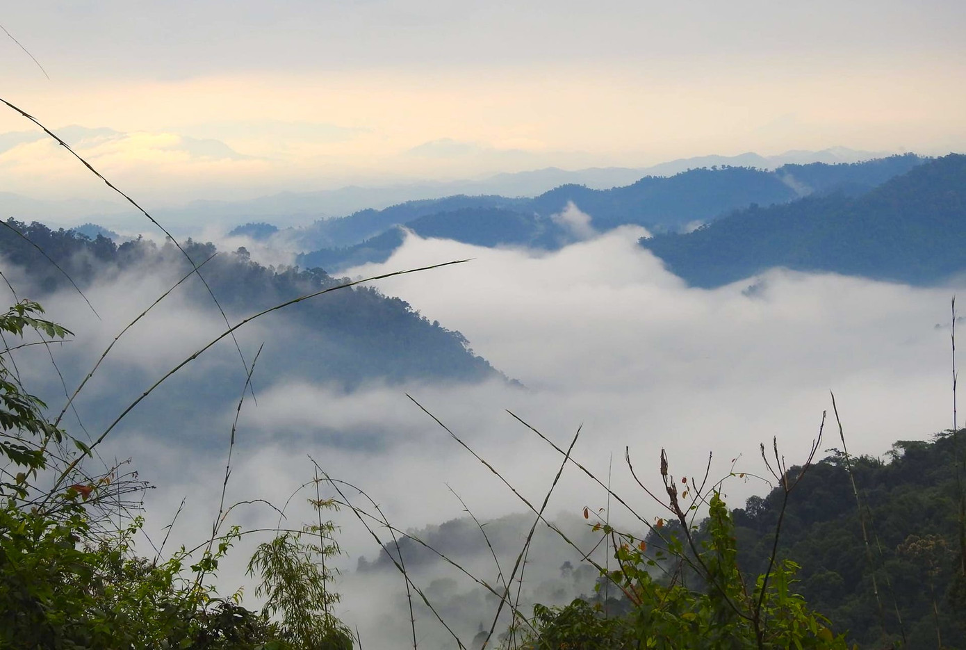 Vườn quốc gia Pù Mát là một trong những khu bảo tồn thiên nhiên nổi bật của tỉnh Nghệ An. Toàn bộ vườn trải rộng trên 3 huyện Tương Dương, Con Cuông và Anh Sơn. Vườn có 82 loài của 33 họ thuộc các lớp thú, chim và lưỡng cư, bò sát. Trong đó, có 48 loài động vật nguy cấp, quý hiếm, 26 loài được ghi trong Sách đỏ Việt Nam… Đây cũng là nơi ghi nhận số lượng đàn voi rừng sinh sống lớn nhất ở Nghệ An. Vườn quốc gia Pù Mát là một trong những khu bảo tồn thiên nhiên nổi bật của tỉnh Nghệ An. Toàn bộ vườn trải rộng trên 3 huyện Tương Dương, Con Cuông và Anh Sơn. Vườn có 82 loài của 33 họ thuộc các lớp thú, chim và lưỡng cư, bò sát. Trong đó, có 48 loài động vật nguy cấp, quý hiếm, 26 loài được ghi trong Sách đỏ Việt Nam… Đây cũng là nơi ghi nhận số lượng đàn voi rừng sinh sống lớn nhất ở Nghệ An.