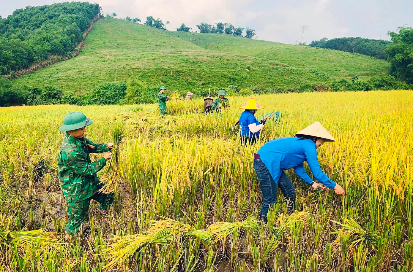 Chị Hà Thị Hướng - Bí thư Đoàn xã Môn Sơn cho biết, sau khi lên kế hoạch và danh sách các gia đình cần giúp đỡ, trong sáng 10/5 đoàn xã đã huy động 6 đoàn viên thanh niên phối hợp với 9 đoàn viên, cán bộ Chi đoàn Đồn Biên phòng xã Môn Sơn đến thu hoạch 2 sào lúa cho gia đình anh Lương Văn Tý (trú bản Tân Sơn).