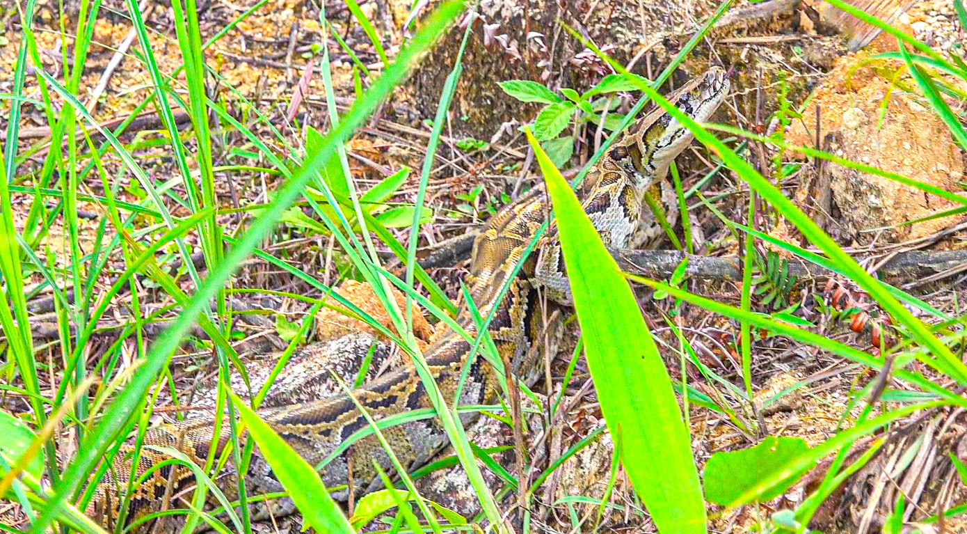 Cá thể trăn có sức khỏe tốt, sau khi thả thích nghi tốt với môi trường tự nhiên. Cá thể trăn có sức khỏe tốt, sau khi thả thích nghi tốt với môi trường tự nhiên.