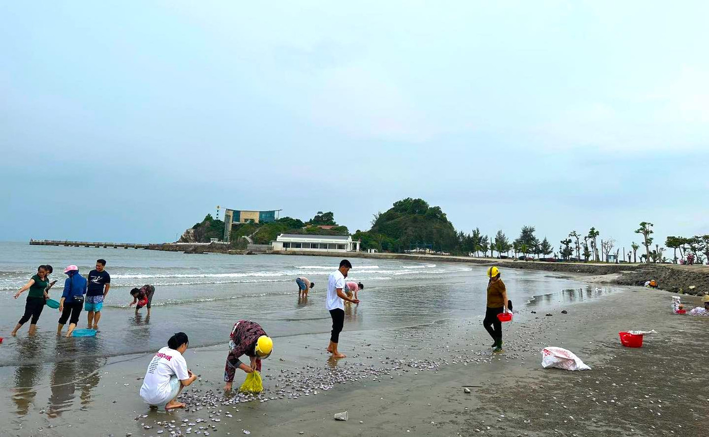 Từ sáng 6/9, trên bờ biển Cửa Lò, khu vực đảo Lan Châu (phường Nghi Thủy, TX. Cửa Lò, Nghệ An) bất ngờ xuất hiện hàng loạt ngao bị sóng biển đánh dạt vào bờ.