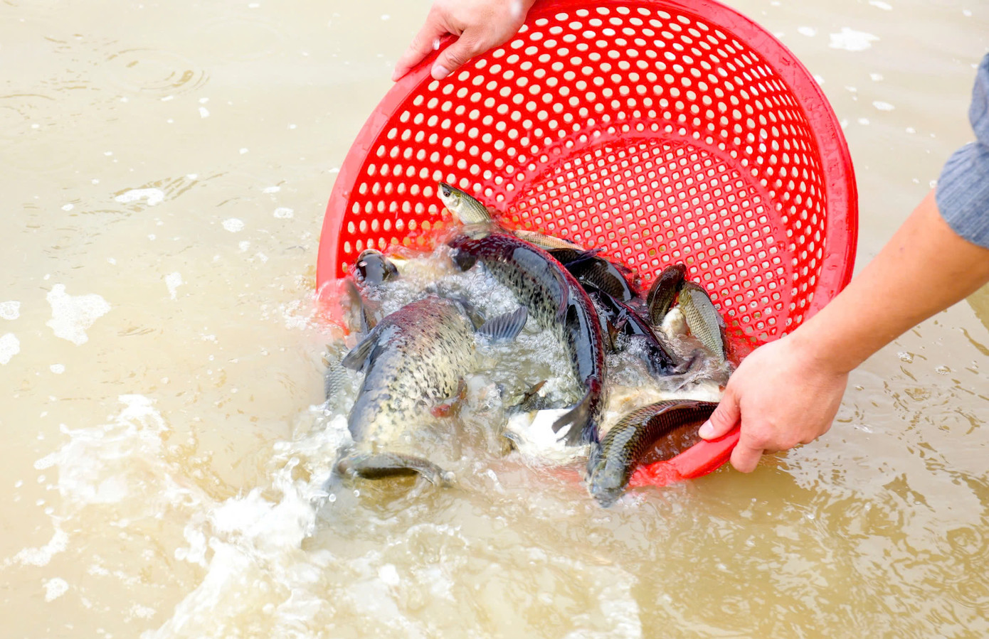 Những con cá có kích thước lớn nhỏ khác nhau được phóng sinh xuống sông.
