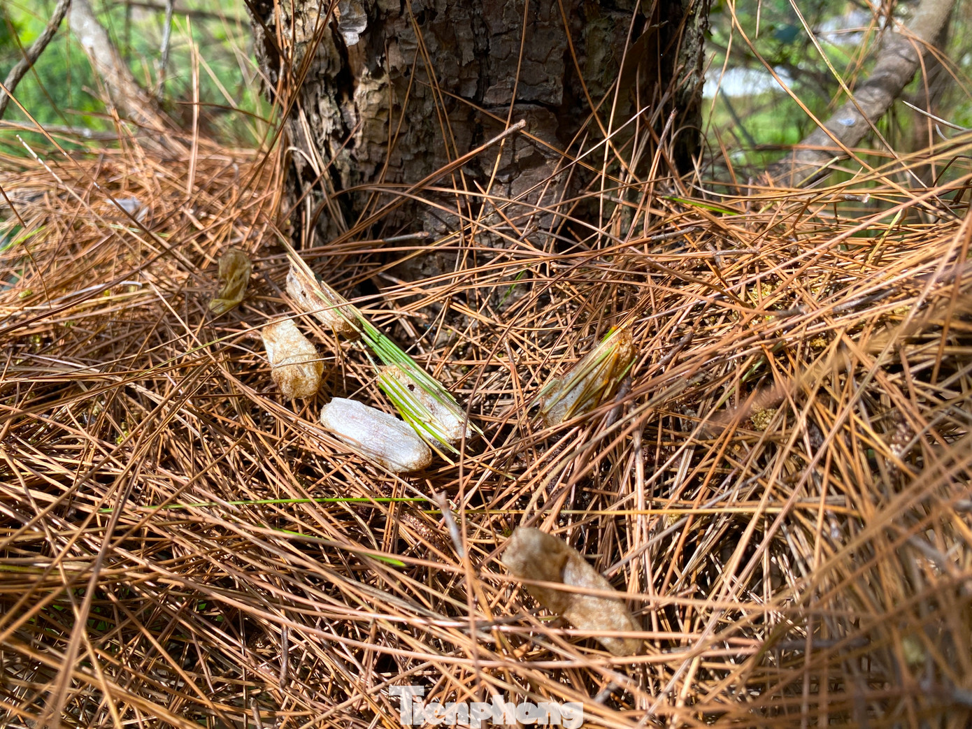 Tại các điểm lá thông bám lại, sâu sẽ đóng kén và phát triển thành bướm để thành một quy trình sinh trưởng sâu mới.