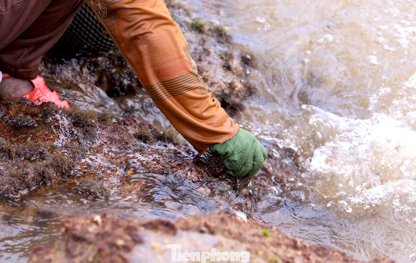 Khi sóng biển rút đi lộ ra đám rong biển bám ở mặt đá, những bàn tay nhanh thoăn thoắt vội chộp lấy. Nếu chậm, sóng biển sẽ cuốn rong đi mất. Khi sóng biển rút đi lộ ra đám rong biển bám ở mặt đá, những bàn tay nhanh thoăn thoắt vội chộp lấy. Nếu chậm, sóng biển sẽ cuốn rong đi mất.