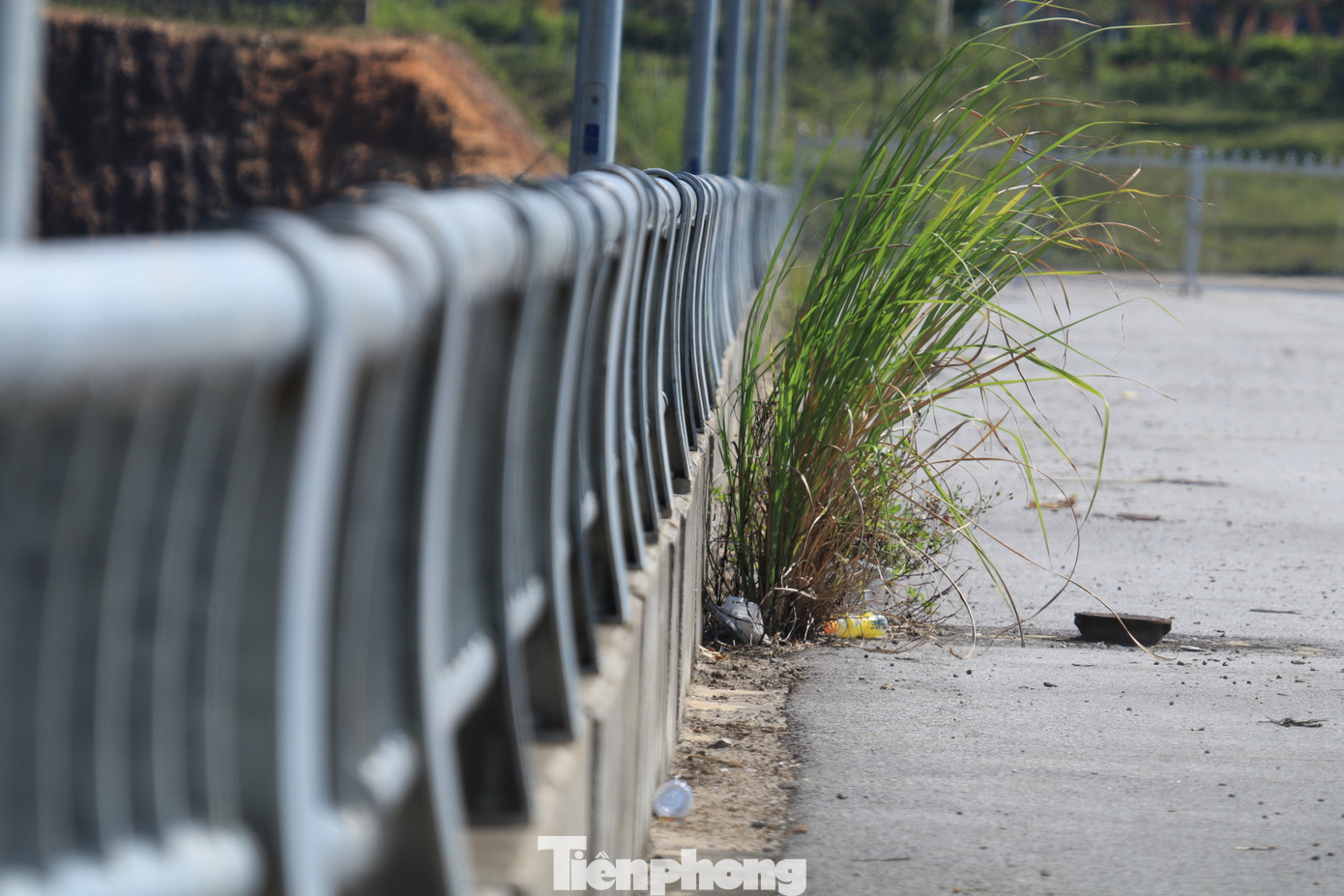 Trên khuôn viên dự án cỏ hoang mọc đầy. Một số người dân dắt trâu bò, dê vào chăn thả.