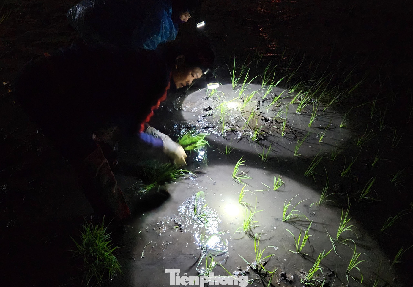 "Chúng tôi cấy xong của nhà mới đi cấy thuê cho họ. Thường thì chỉ cấy gần nhà, có lúc đi cấy xa nhà phải ở lại. Có đợt đi cấy lâu nhất là 5 ngày mới về. Mùa này tôi được 5 triệu đồng tiền công rồi. Xong nốt cánh đồng này chúng tôi về nghỉ ngơi ăn Tết thôi. Cũng mệt lắm rồi", chị Trần Thị Tình (37 tuổi, trú xã Hồng Thành, Yên Thành) vừa cấy vừa cười nói.