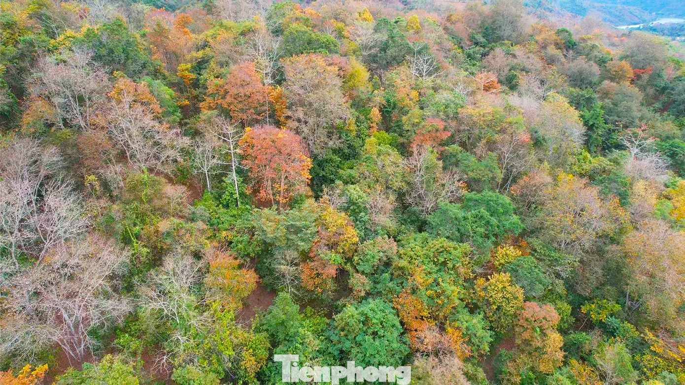 Nhìn từ trên cao, cánh rừng tạo nên khung cảnh đẹp như tranh vẽ.