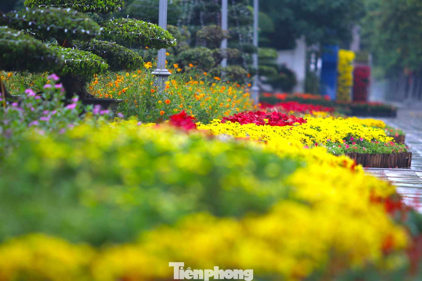 Vườn hoa rực rỡ được trang trí với đầy màu sắc trên tuyến phố đi bộ TP. Vinh.