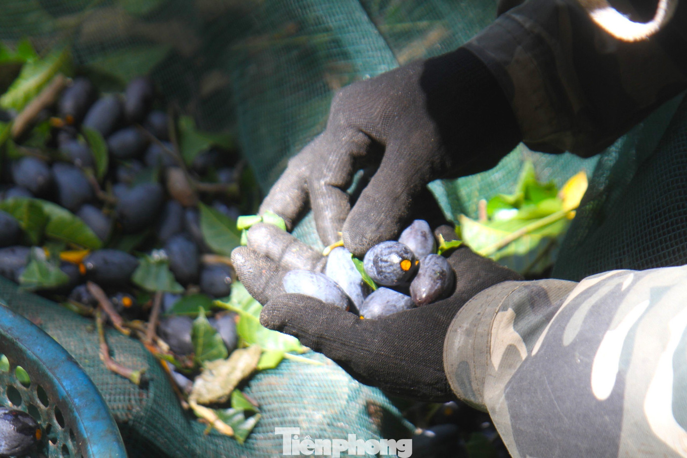 Ở phía dưới, người nhặt sẽ gom lại bỏ vào bì. Trung bình một người thợ hái trám được trả công khoảng 600.000 đồng/ngày. Người nhặt trám được trả công khoảng 250.000 đồng/ngày. "Sản lượng trám năm nay thấp, mất mùa, chỉ bằng 50-60% những năm trước. Nhiều thương lái mua từ khi cây chưa có trái nên thua lỗ nặng", chị Trần Thị Hằng (SN 1983, trú xã Thanh Lĩnh, Thanh Chương) chia sẻ. Ở phía dưới, người nhặt sẽ gom lại bỏ vào bì. Trung bình một người thợ hái trám được trả công khoảng 600.000 đồng/ngày. Người nhặt trám được trả công khoảng 250.000 đồng/ngày. "Sản lượng trám năm nay thấp, mất mùa, chỉ bằng 50-60% những năm trước. Nhiều thương lái mua từ khi cây chưa có trái nên thua lỗ nặng", chị Trần Thị Hằng (SN 1983, trú xã Thanh Lĩnh, Thanh Chương) chia sẻ.