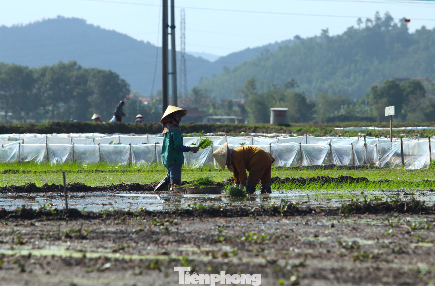 Nghề cấy lúa thuê mỗi năm chỉ có 2 vụ, mỗi vụ kéo dài vài ba tuần nên các thợ cấy thường tranh thủ làm thật nhanh các ruộng để nhận tiếp những ruộng mới.. “Phải tranh thủ cho kịp chứ hết mùa thì muốn đi cấy thuê cũng không được. Vậy nên có mệt cũng phải cố gắng ít ngày, Dịp này, nếu chăm chỉ cấy thuê đến Tết chắc tôi cũng kiếm được 8-9 triệu đồng, có thêm tiền sắm Tết” - chị Cao Thị Luân (trú xã Quỳnh Giang, huyện Quỳnh Lưu) nói.