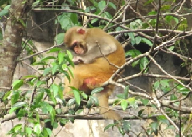 Đến nay, Khu BTTN Pù Hoạt đã ghi nhận, xác định được 2.425 loài và dưới loài thuộc 885 chi, 208 họ của 6 ngành thực vật bậc cao có mạch. Bên cạnh đó, Khu BTTN Pù Hoạt còn thống kê được 130 loài có nguy cơ bị đe dọa tuyệt chủng, trong đó 112 loài có trong sách đỏ Việt Nam. Về động vật xác định được có 1.315 loài thuộc 221 họ, 56 bộ. Thống kê được 199 loài có nguy cơ bị đe dọa tuyệt chủng ở các mức độ khác nhau, trong đó 91 loài có trong sách đỏ Việt Nam. Đến nay, Khu BTTN Pù Hoạt đã ghi nhận, xác định được 2.425 loài và dưới loài thuộc 885 chi, 208 họ của 6 ngành thực vật bậc cao có mạch. Bên cạnh đó, Khu BTTN Pù Hoạt còn thống kê được 130 loài có nguy cơ bị đe dọa tuyệt chủng, trong đó 112 loài có trong sách đỏ Việt Nam. Về động vật xác định được có 1.315 loài thuộc 221 họ, 56 bộ. Thống kê được 199 loài có nguy cơ bị đe dọa tuyệt chủng ở các mức độ khác nhau, trong đó 91 loài có trong sách đỏ Việt Nam.