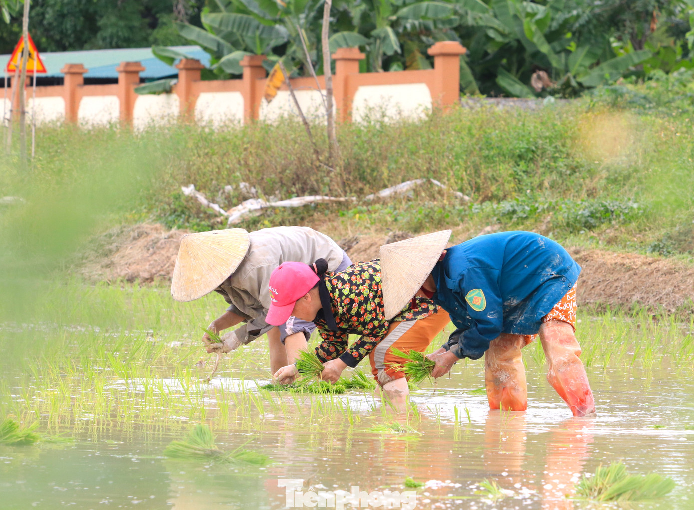 Tuy nhiên cũng do vụ mùa ngắn, các địa phương gieo cấy cùng lúc nên nhiều nơi khan hiếm thợ cấy lúa dù được trả công cao từ 400-450.000 đồng/1 ngày công.