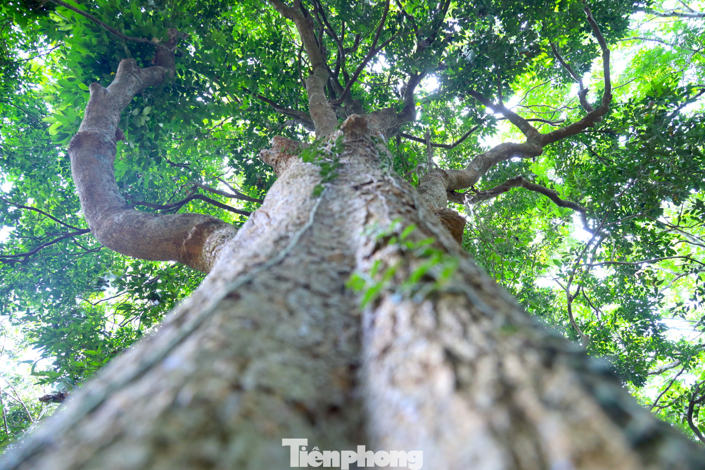 “Ông bà kể lại từ xưa người dân trong làng đã đặt ra hương ước rất nghiêm ngặt để bảo vệ khu rừng. Người dân trong làng phải chăm sóc, bảo vệ cây. Nếu phát hiện ai chặt phá cây sẽ bị phạt nặng và buộc phải kiếm 10 cây gỗ về trồng lại. Nhờ những điều luật nghiêm khắc xưa đã giúp bảo vệ được khu rừng phát triển và xanh tốt như ngày nay”, ông Trần Văn Tuấn (trú xã Hậu Thành, huyện Yên Thành) nhớ lại.